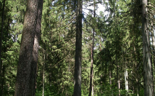 18. Lausgenių eglė.jpg